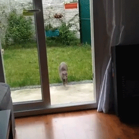 Glass Doors Were Only Invented To Confuse Us All (16 gifs)