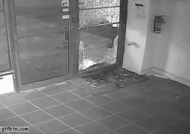 Glass Doors Were Only Invented To Confuse Us All (16 gifs)