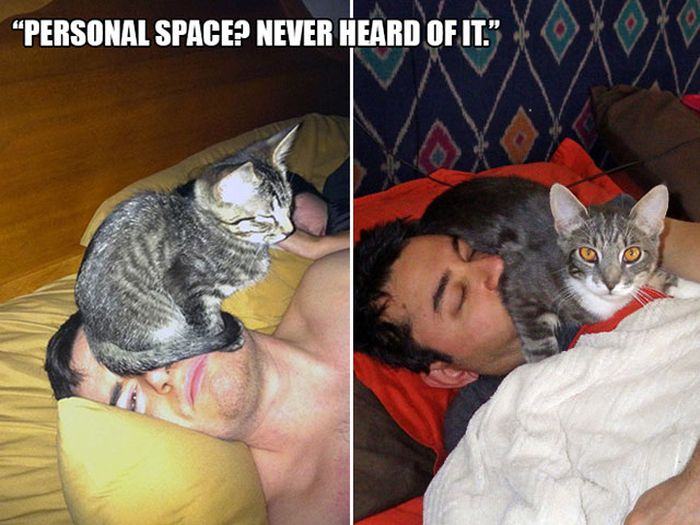 Magical Moments That All Cat Owners Can Relate To (18 pics)