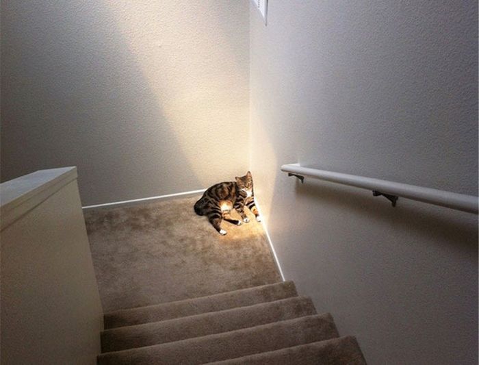 Cats Will Do Anything To Feel A Little Warmth (46 pics)