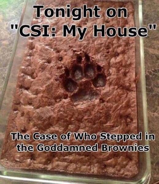 Your Day Is About To Be Made By These Hilarious Memes (52 pics)