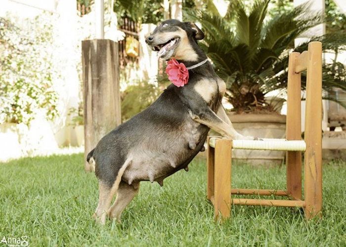 Pregnant Dog Poses For A Photo Shoot (8 pics)