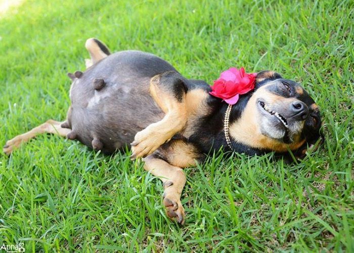 Pregnant Dog Poses For A Photo Shoot (8 pics)