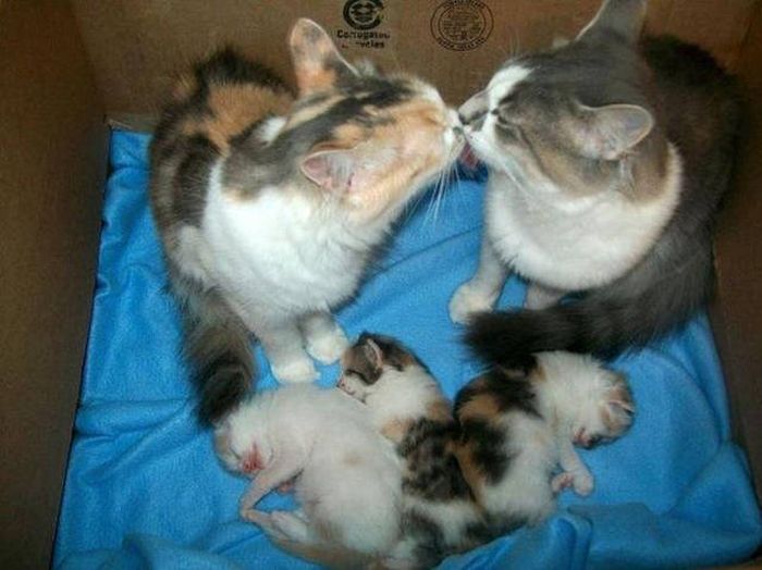 Acid Picdump (98 pics)