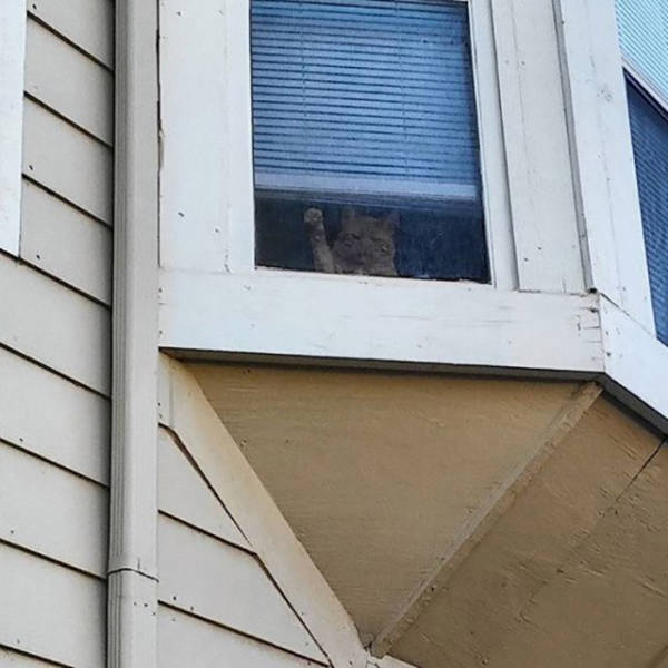Acid Picdump (98 pics)
