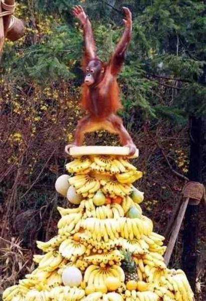 Acid Picdump (98 pics)