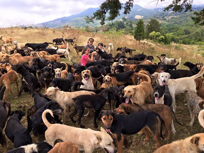 Costa Rica Has A Sanctuary For Stray Dogs (10 pics)