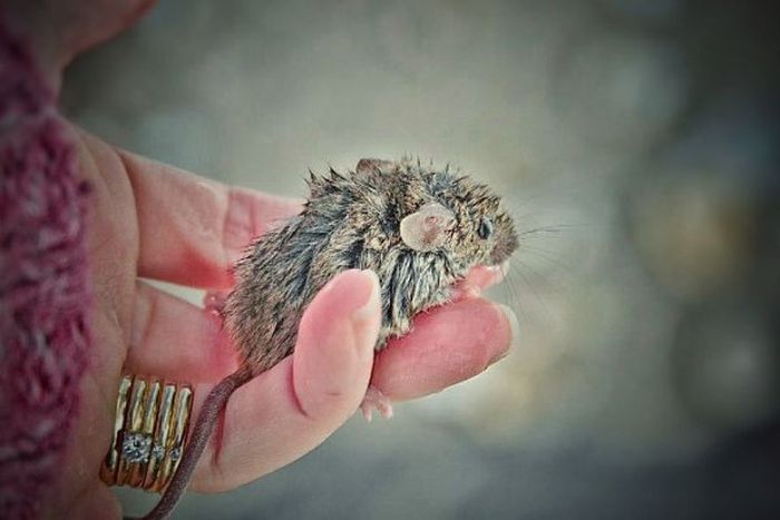 Tiny Mouse Gets Rescued At Lake Ontario (17 pics)