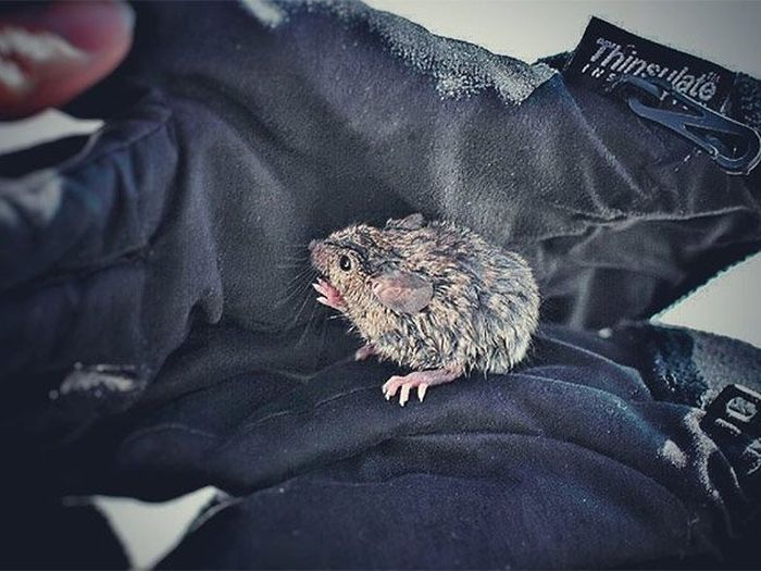 Tiny Mouse Gets Rescued At Lake Ontario (17 pics)