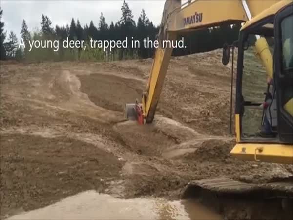 Young Deer Rescued From Mud By Excavator Operator