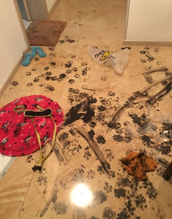 Dog Completely Trashes Home After Being Left Alone For 3 Hours (8 pics)