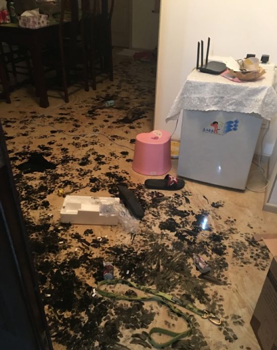 Dog Completely Trashes Home After Being Left Alone For 3 Hours (8 pics)