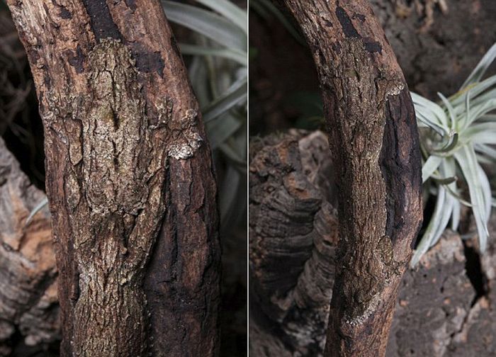 Can You Find The Gecko Hiding In These Pictures? (4 pics)