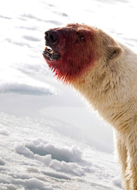 Polar Bear Paints Himself Red After A Messy Meal (5 pics)