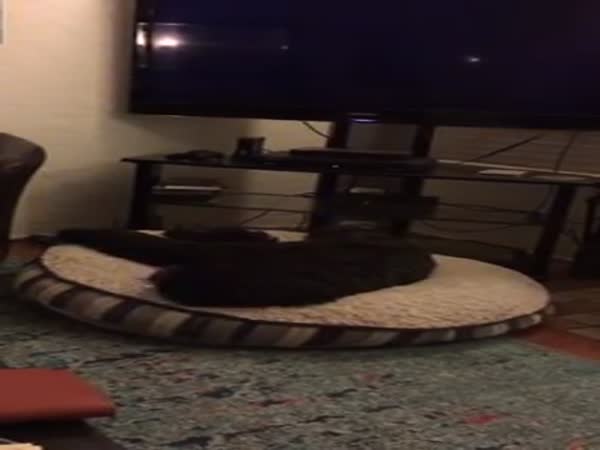 Luke Running To Bed Every Night