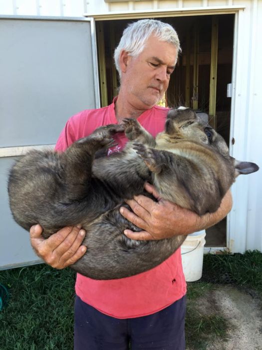 Miss Ruby Is The Most Spoiled Wombat Ever (8 pics)