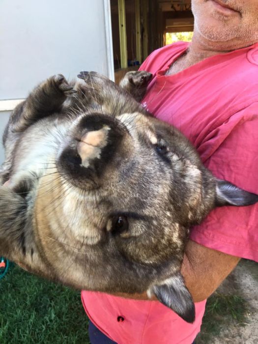 Miss Ruby Is The Most Spoiled Wombat Ever (8 pics)
