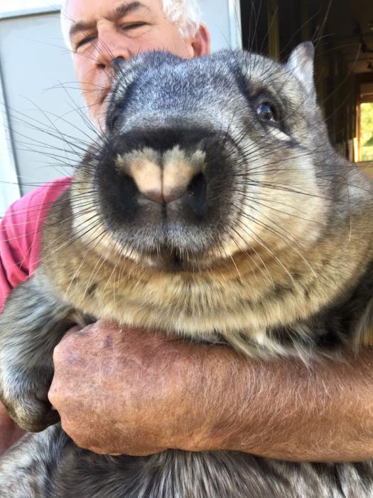 Miss Ruby Is The Most Spoiled Wombat Ever (8 pics)