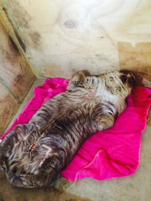 Miss Ruby Is The Most Spoiled Wombat Ever (8 pics)