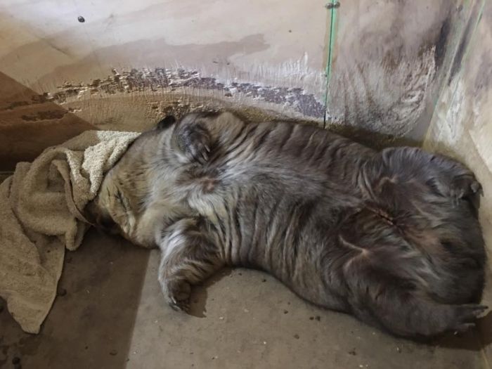 Miss Ruby Is The Most Spoiled Wombat Ever (8 pics)