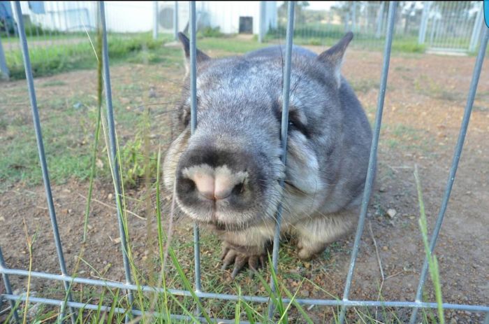 Miss Ruby Is The Most Spoiled Wombat Ever (8 pics)