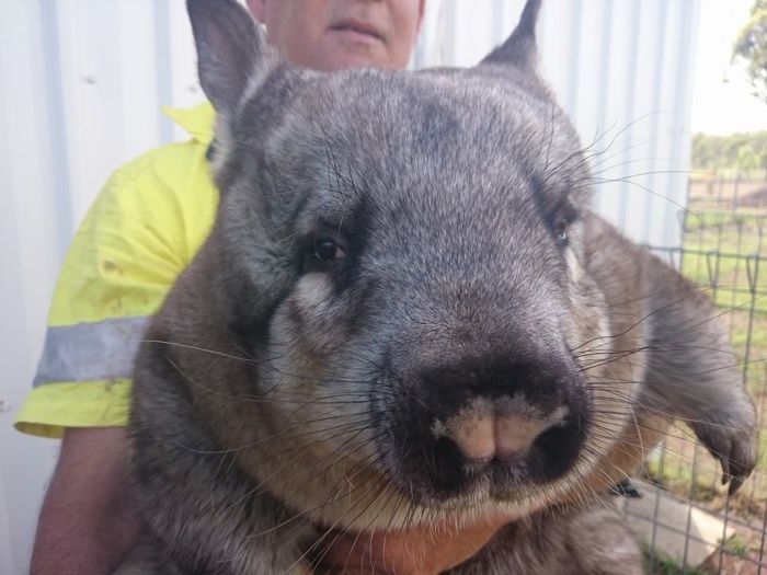 Miss Ruby Is The Most Spoiled Wombat Ever (8 pics)