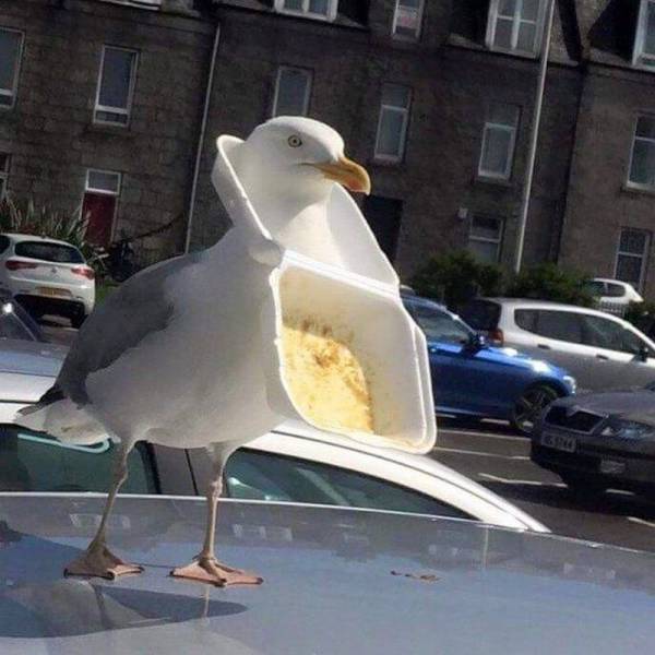 Acid Picdump (107 pics)
