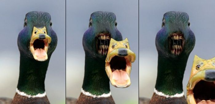 Acid Picdump (107 pics)