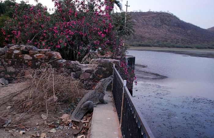 Crocodile Makes A Daring Climb In Order To Get Home (5 pics)