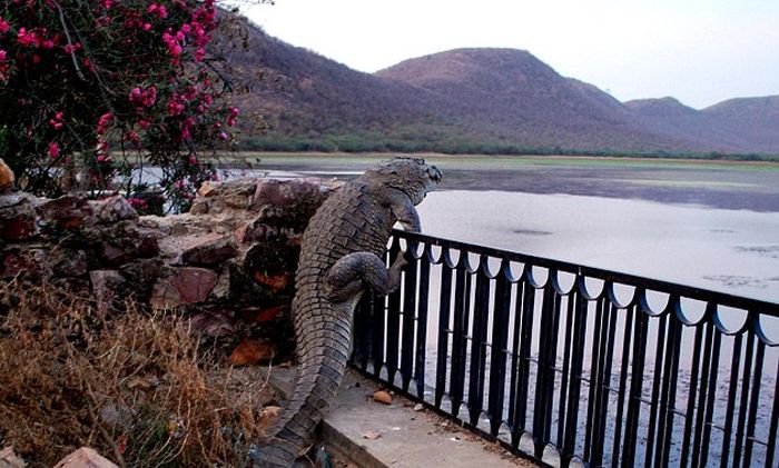 Crocodile Makes A Daring Climb In Order To Get Home (5 pics)