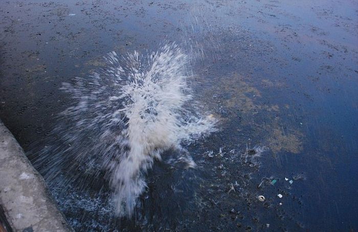 Crocodile Makes A Daring Climb In Order To Get Home (5 pics)