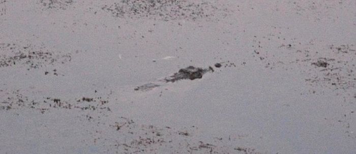 Crocodile Makes A Daring Climb In Order To Get Home (5 pics)