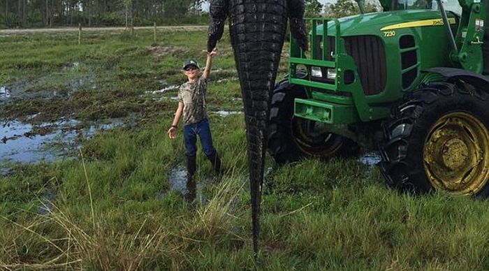 Hunters Catch A Massive 800lb Alligator On Their Farm (4 pics)