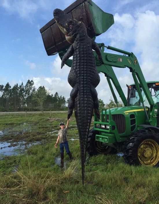 Hunters Catch A Massive 800lb Alligator On Their Farm (4 pics)