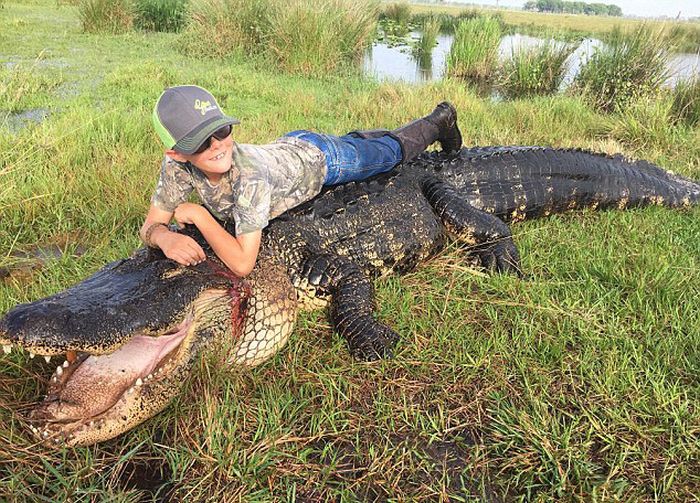 Hunters Catch A Massive 800lb Alligator On Their Farm (4 pics)