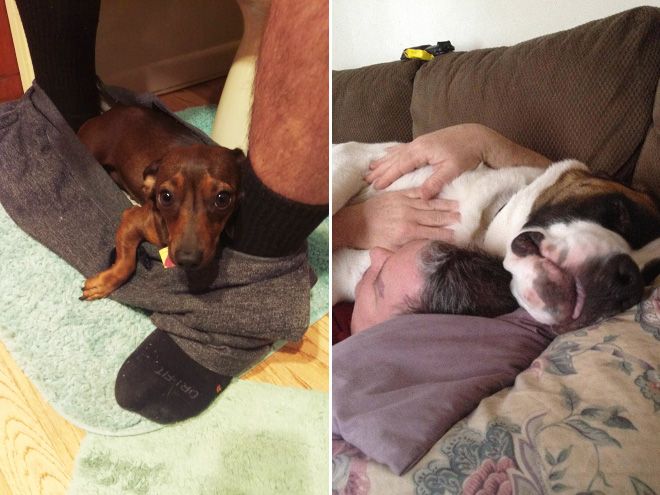 Dogs Could Really Care Less About Your Personal Space (16 pics)