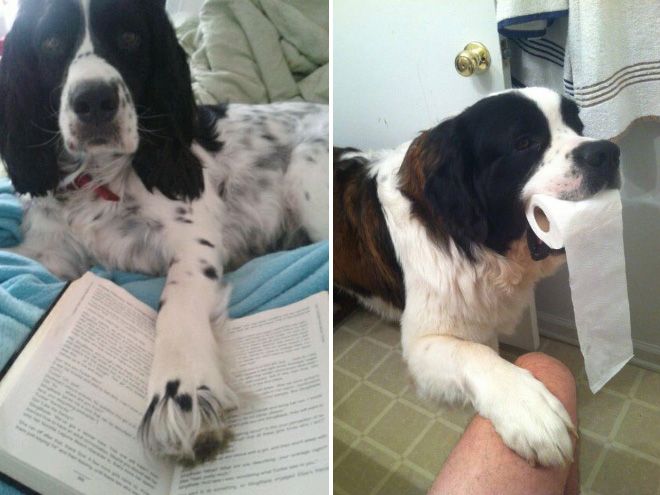 Dogs Could Really Care Less About Your Personal Space (16 pics)