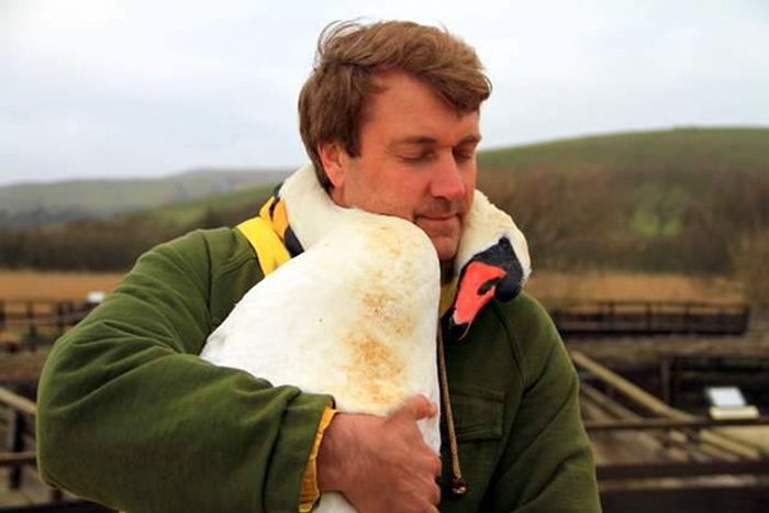 Even Swans Like To Hug When The Time Is Right (5 pics)
