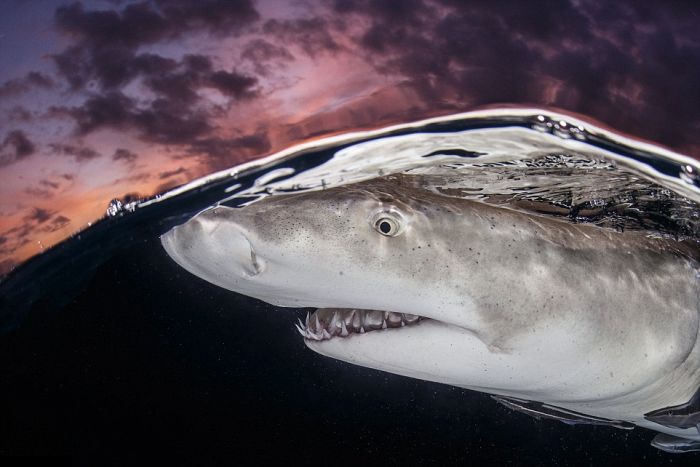 Underwater Photography That Will Take Your Breath Away (20 pics)