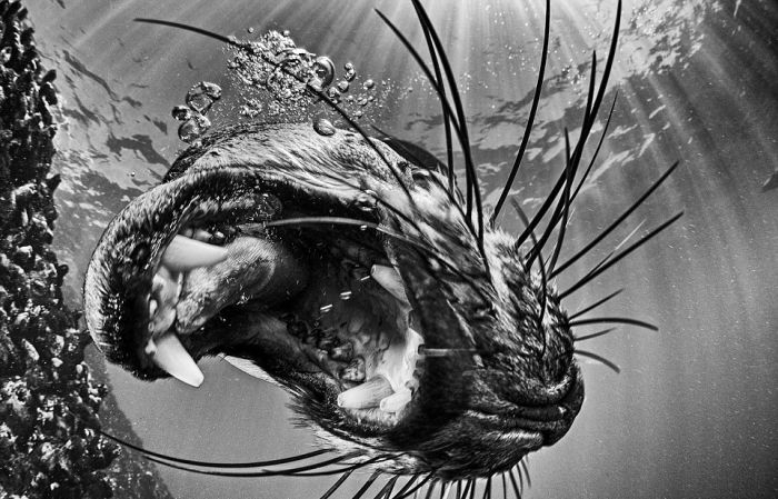 Underwater Photography That Will Take Your Breath Away (20 pics)
