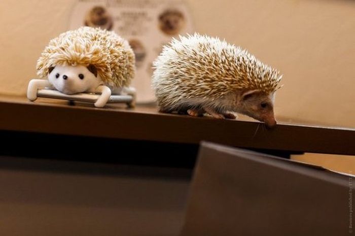 In Japan There's A Cafe That Lets You Hang Out With Hedgehogs (8 pics)