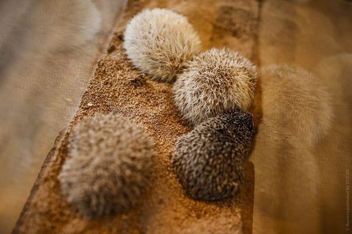 In Japan There's A Cafe That Lets You Hang Out With Hedgehogs (8 pics)