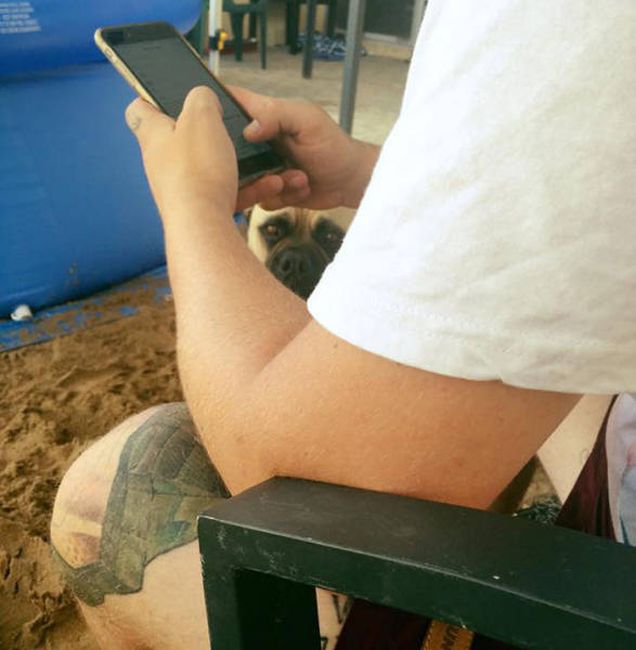 Huge Dog Hilariously Creeps Up On His Owner (18 pics)