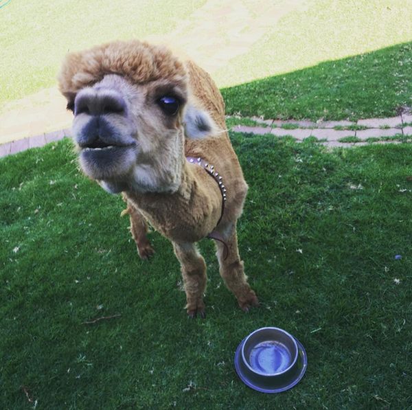 Every Kid Wants An Alpaca For A Pet (13 pics)