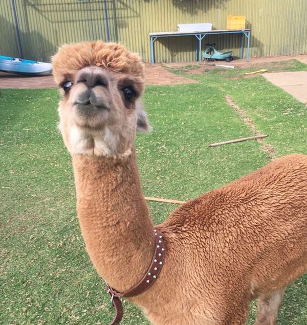 Every Kid Wants An Alpaca For A Pet (13 pics)