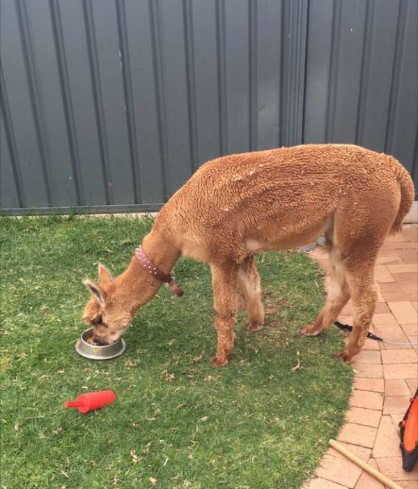 Every Kid Wants An Alpaca For A Pet (13 pics)