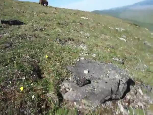 Hiker Has A Terrifying Bear Encounter And Handles It Like A Pro