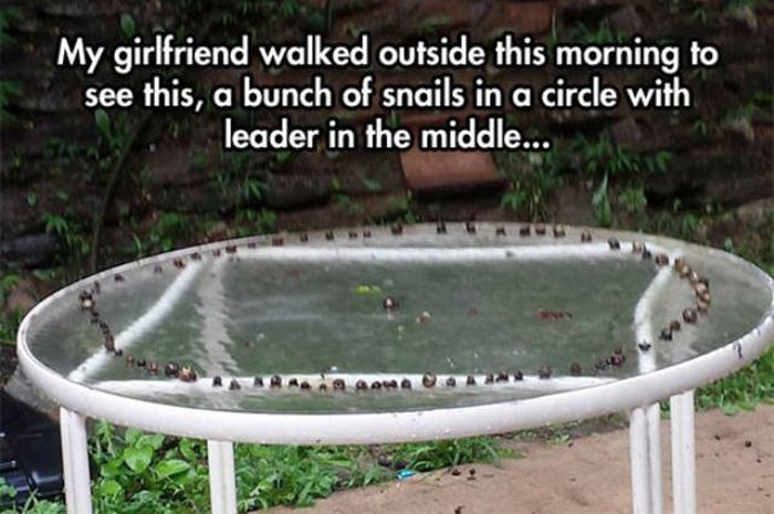 Weird Images And Wacky Situations That Are Impossible To Comprehend (48 pics)
