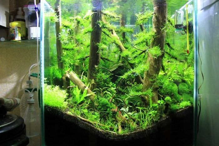 This Awesome Aquarium Looks Like An Underwater Forest (8 pics)