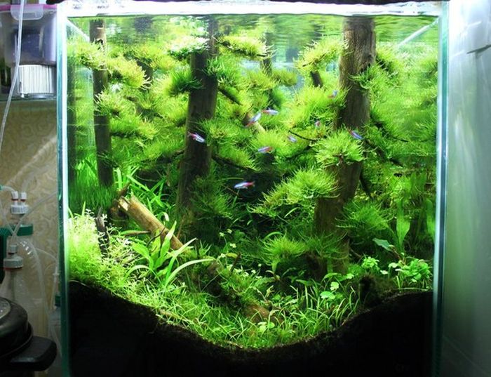 This Awesome Aquarium Looks Like An Underwater Forest (8 pics)